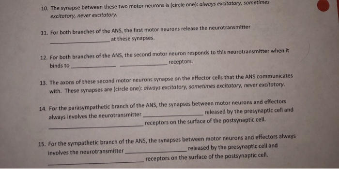 Solved 10. The synapse between these two motor neurons is | Chegg.com