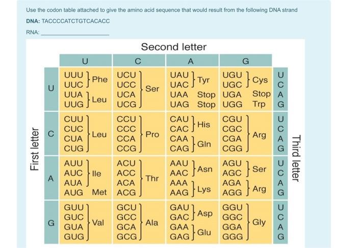 Solved Use the codon table attached to give the amino acid | Chegg.com