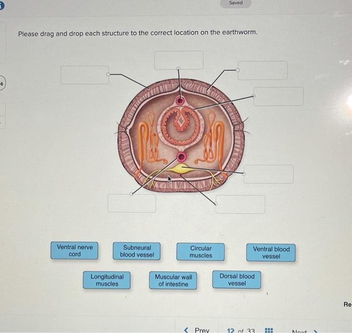 Solved Saved Please drag and drop each structure to the