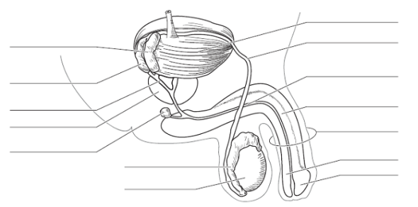 Solved: Identify all indicated structures or portions of struct ...