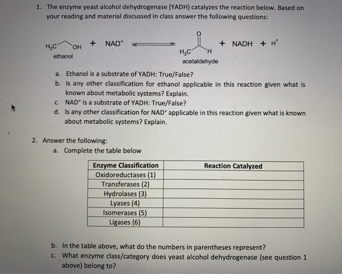 Solved 1. The enzyme yeast alcohol dehydrogenase (YADH)