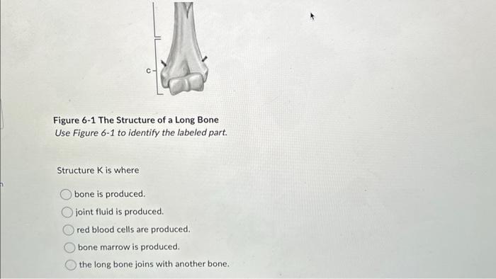 Solved Figure 6-1 The Structure of a Long Bone Use Figure | Chegg.com