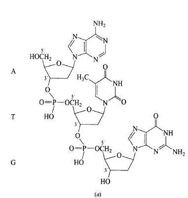 Solved: How would the structures of the trinucleotides AUG and GUA ...