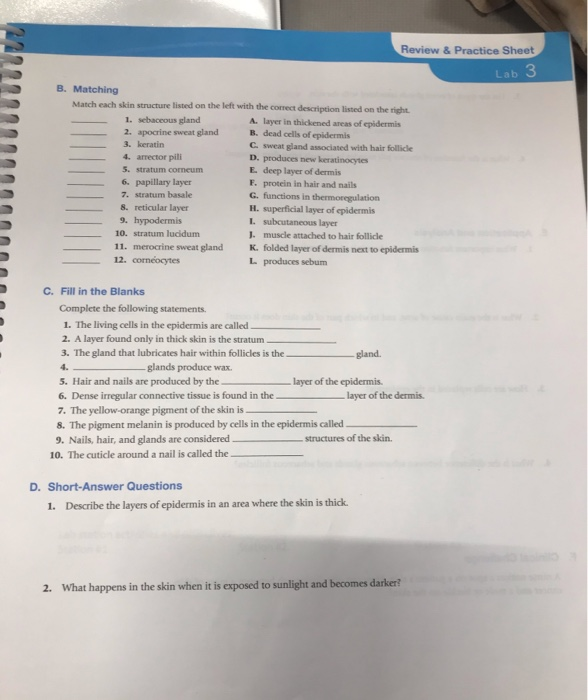 Solved Integumentary System Section Labeling 1. Label the | Chegg.com