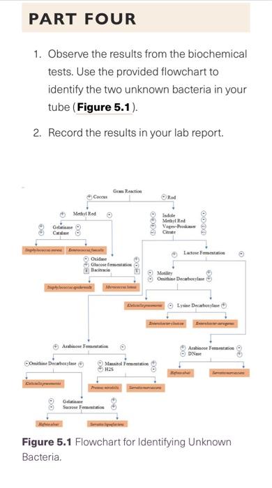 Solved REPORT 5 IDENTIFICATION OF UNKNOWN BACTERIA Organism | Chegg.com