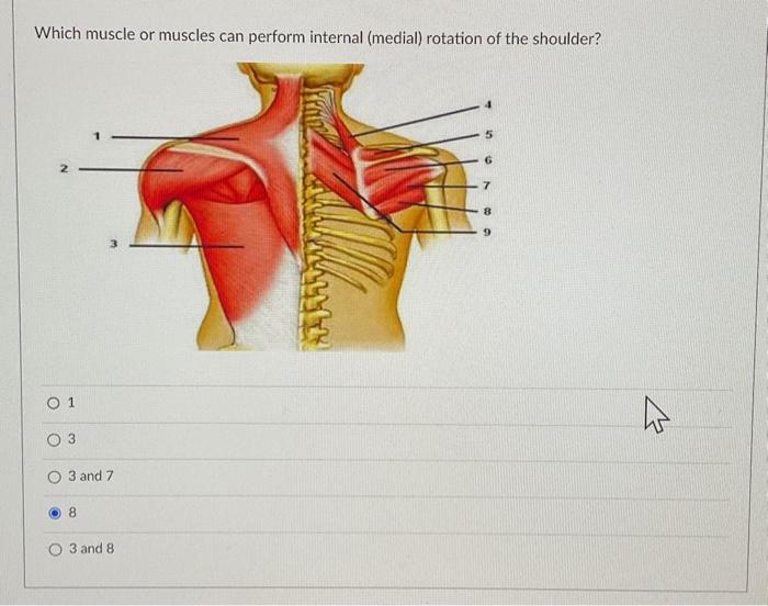 Which muscle or muscles can perform internal (medial) rotation of the shoulder?
1
3
3 and 7
8
3 and 8