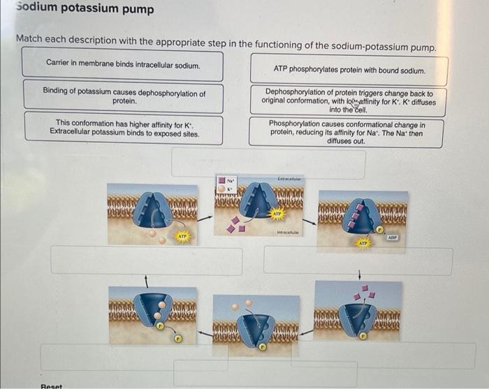 Sodium potassium pump
Match each description with the appropriate step in the functioning of the sodium-potassium pump.
Carri