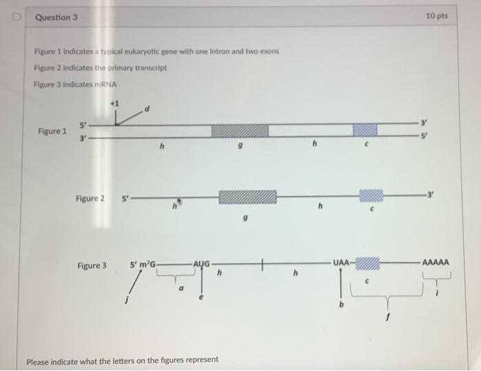 Solved Figure 1 indicates a typical cukaryotic gene with one | Chegg.com