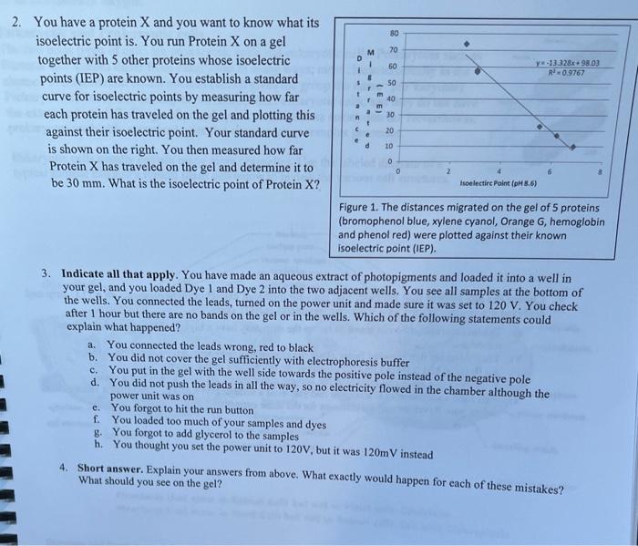 2. You have a protein \( \mathrm{X} \) and you want to know what its isoelectric point is. You run Protein \( \mathrm{X} \) o