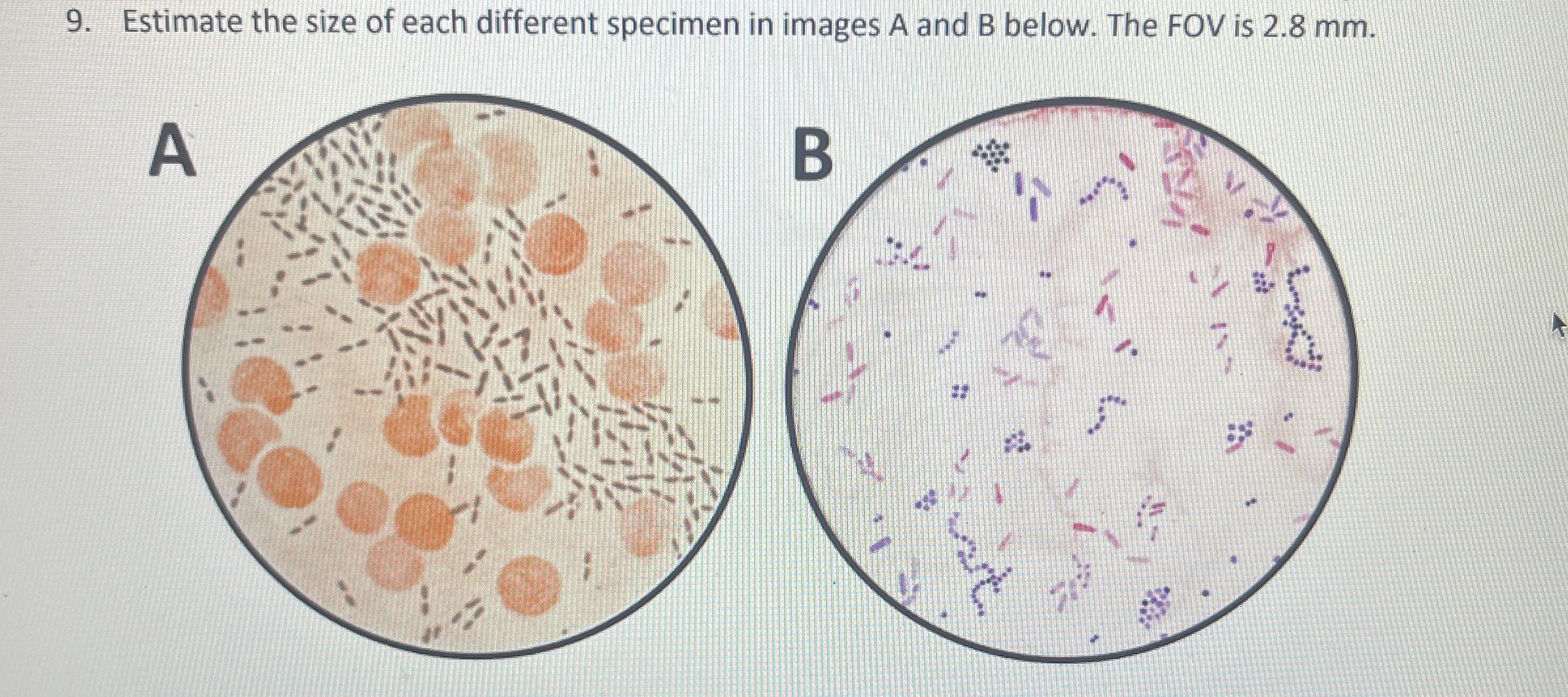 Solved Estimate the size of each different specimen in | Chegg.com