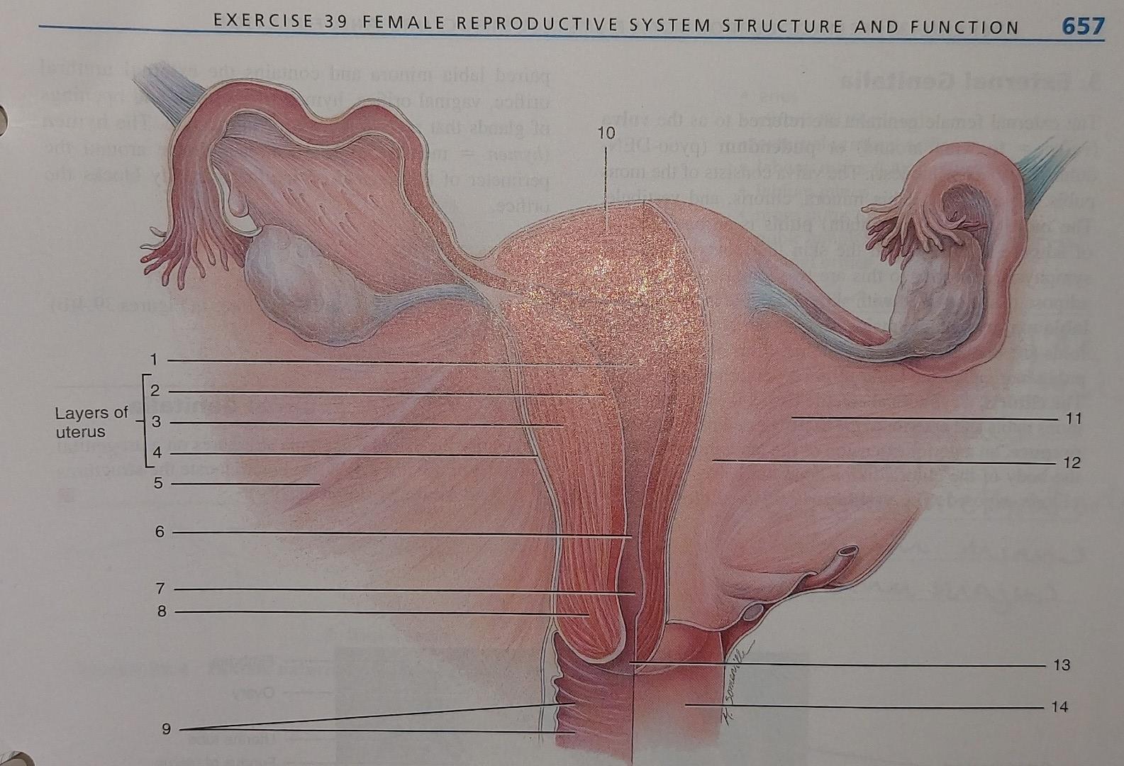 Solved EXERCISE 39 FEMALE REPRODUCTIVE SYSTEM STRUCTURE AND | Chegg.com