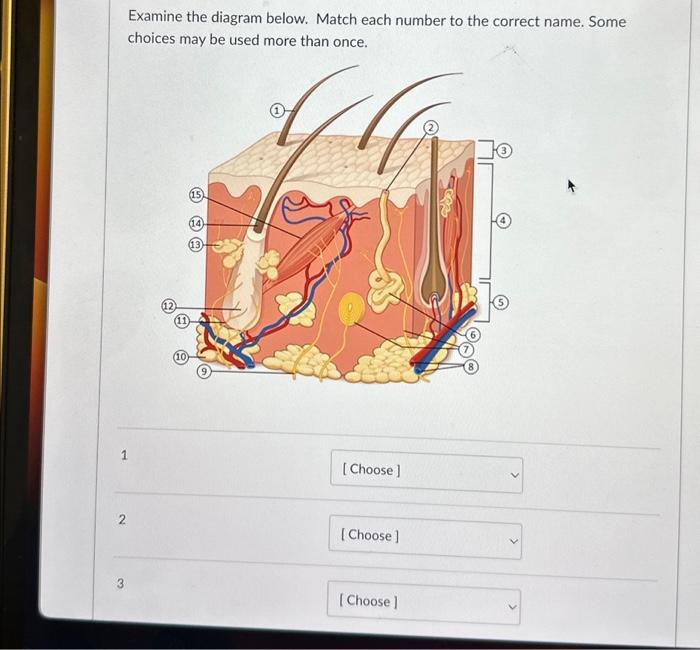 Solved 1 2 3 Examine the diagram below. Match each number to | Chegg.com