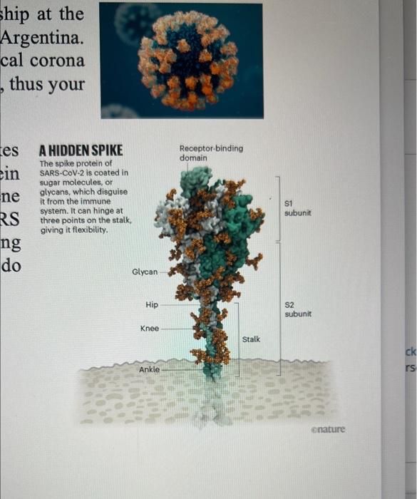a) The receptor binding protein (RBD) is located on | Chegg.com