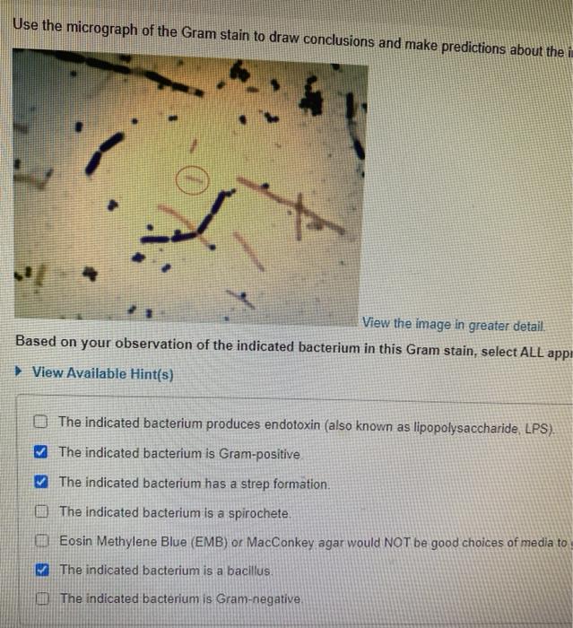 Solved Use The Micrograph Of The Gram Stain To Draw