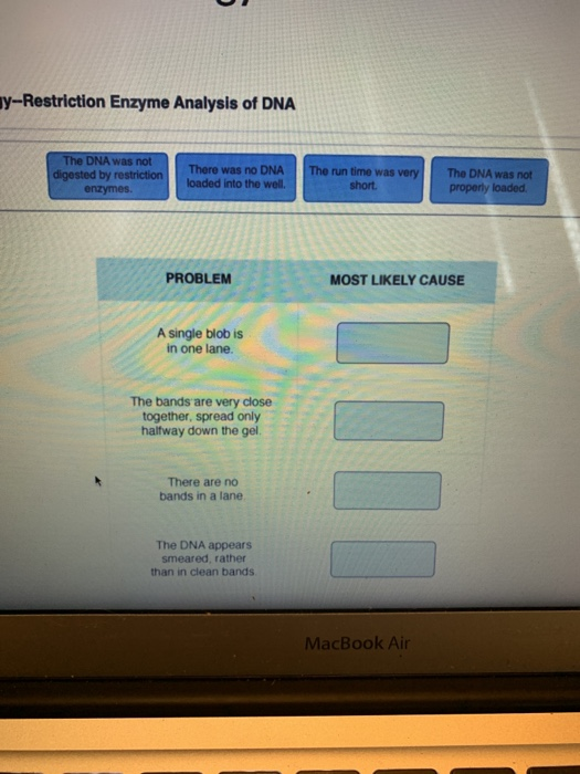 Solved bBench BiotechnologyRestriction Enzyme Analysis of