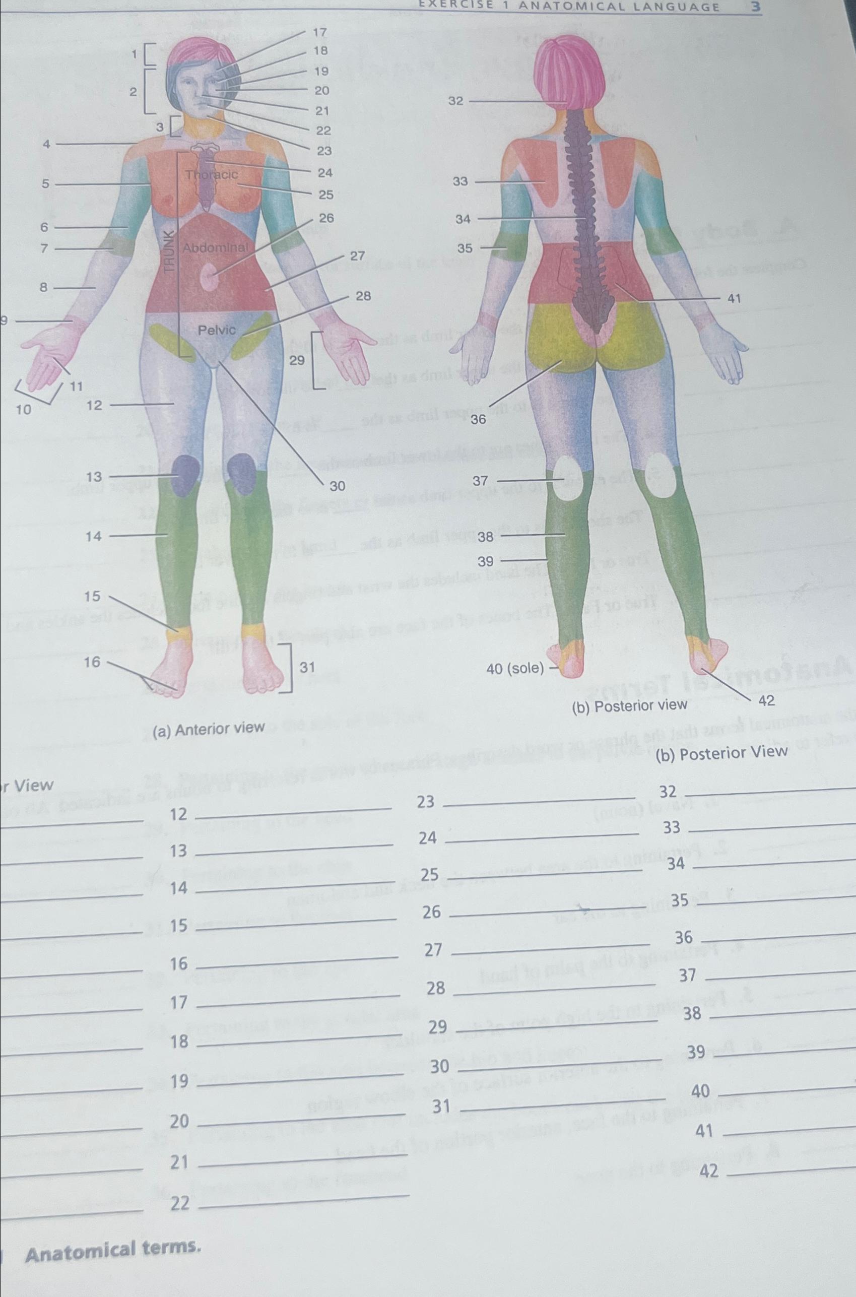 Solved a Anterior viewb Posterior viewb Posterior Biology Diagrams