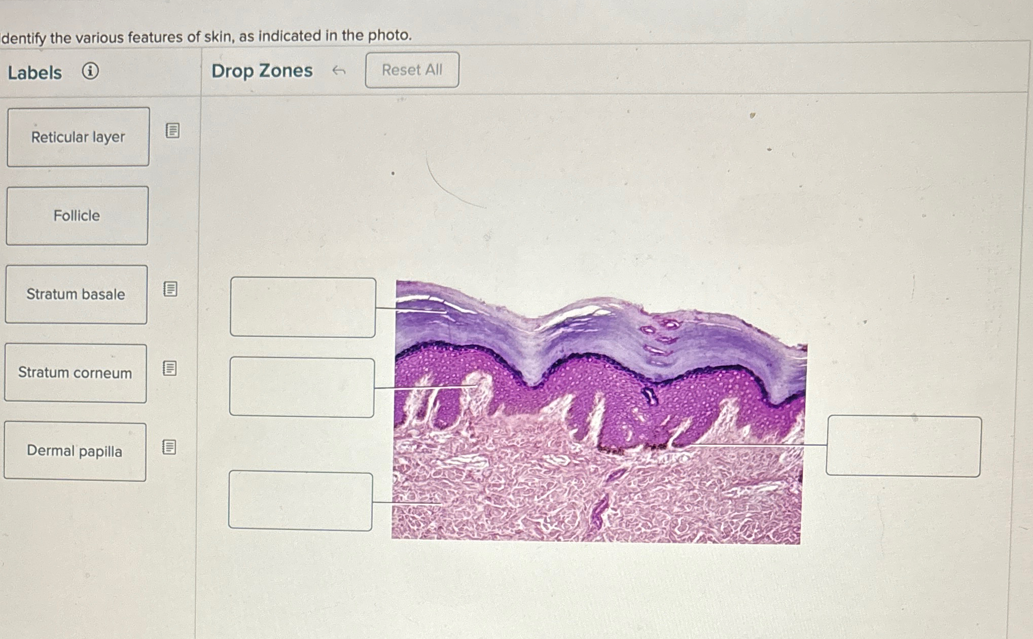 Solved dentify the various features of skin, as indicated in | Chegg.com