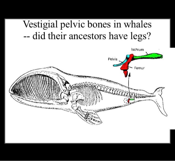 Solved Attribute Table for Drawing Trees Diet