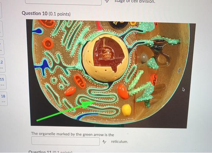 Solved Question 2 (0.1 points) The red blood cell on the | Chegg.com