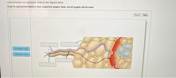 Solved Label symplastic and apoplastic routes on the diagram | Chegg.com