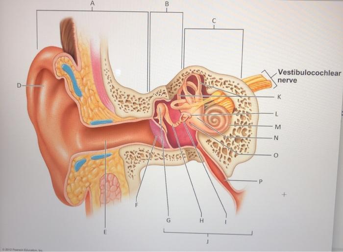 vestibulocochlear nerve model