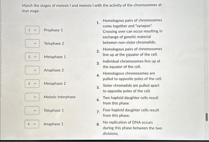 Solved Match the stages of meiosis I and meiosis I with the | Chegg.com