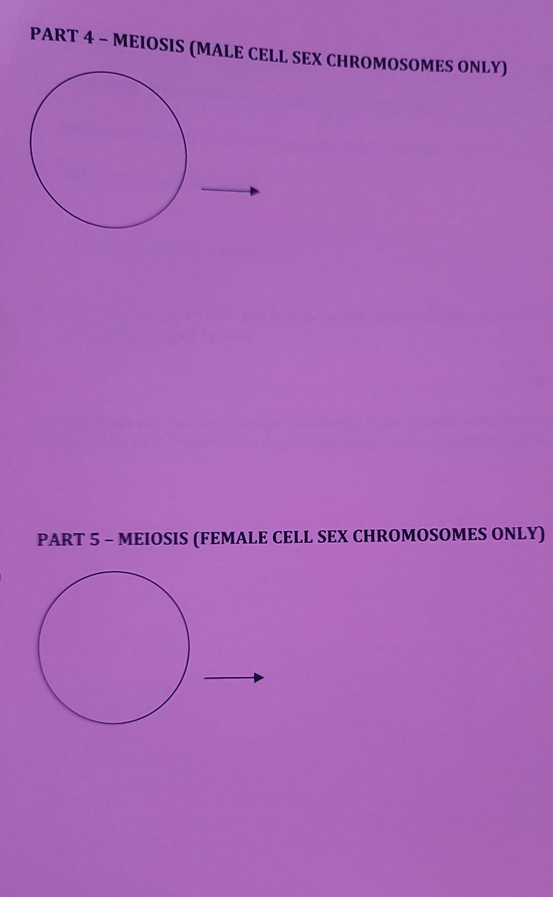 PART 4 - MEIOSIS (MALE CEI.I SEX CHROMOSOMES ONLY) | Chegg.com