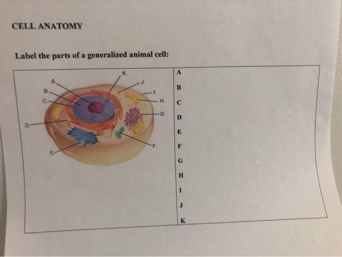 Solved CELL ANATOMY Label the parts of a generalized animal 