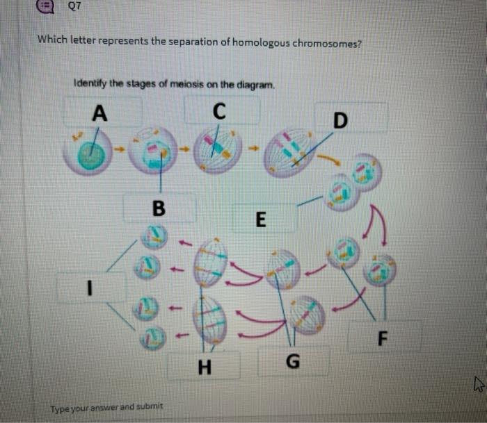 Solved 09 What is the difference between a gene and an | Chegg.com
