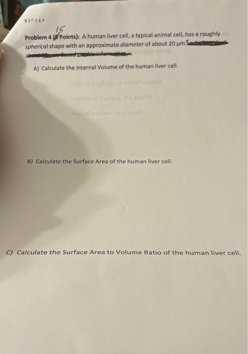 Problem 4 (5 Points): A human liver cell, a typical | Chegg.com