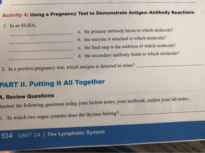 antigen presentation in pregnancy