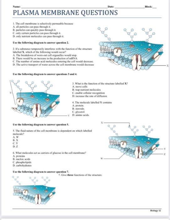 Solved Name: Date: PLASMA MEMBRANE QUESTIONS 1. The cell | Chegg.com