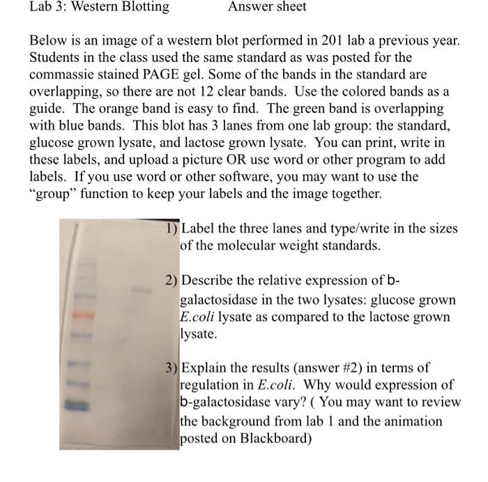 Lab 3: Western Blotting Answer sheet Below is an 