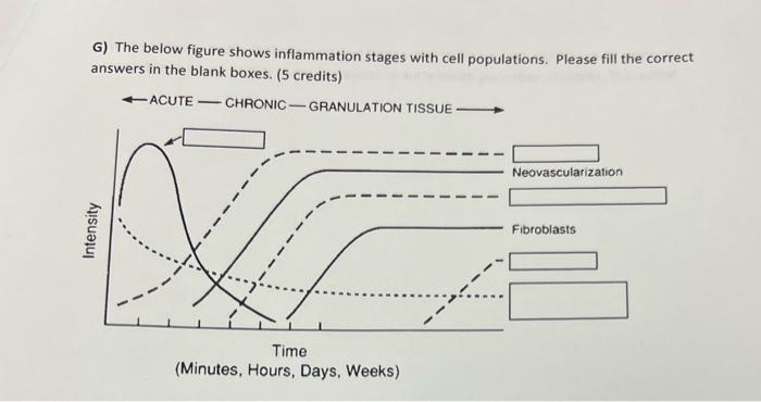 Solved G) The below figure shows inflammation stages with | Chegg.com