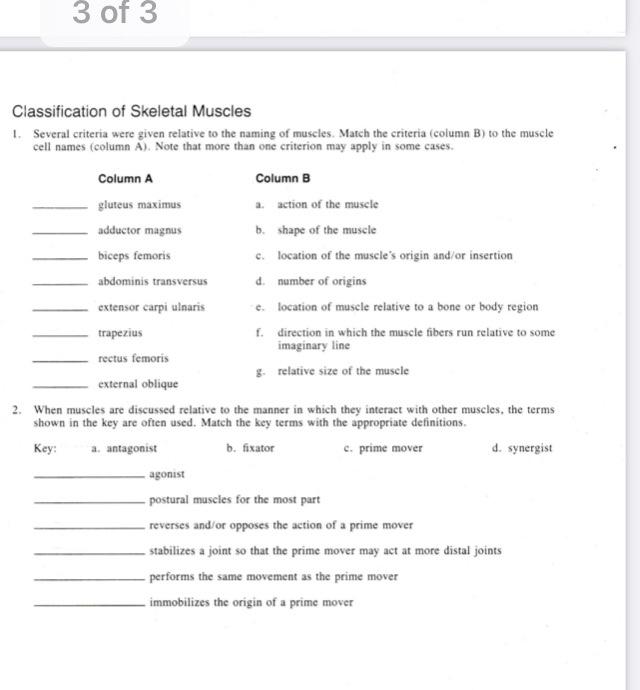 Solved 3 of 3 Classification of Skeletal Muscles 1. Several | Chegg.com