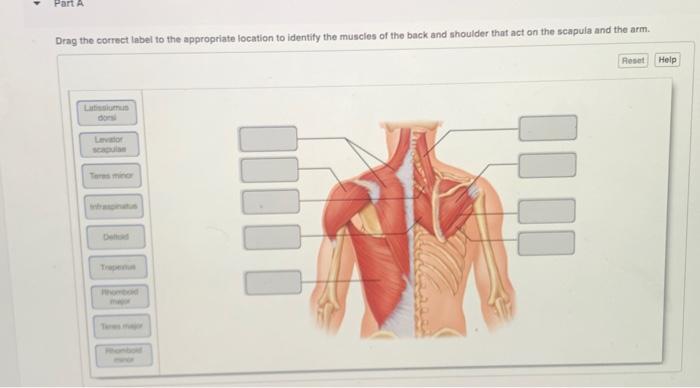 The Muscles of the Back