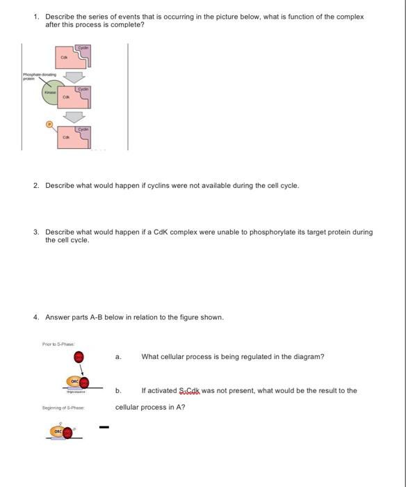 Solved 1. Describe the series of events that is occurring in | Chegg.com