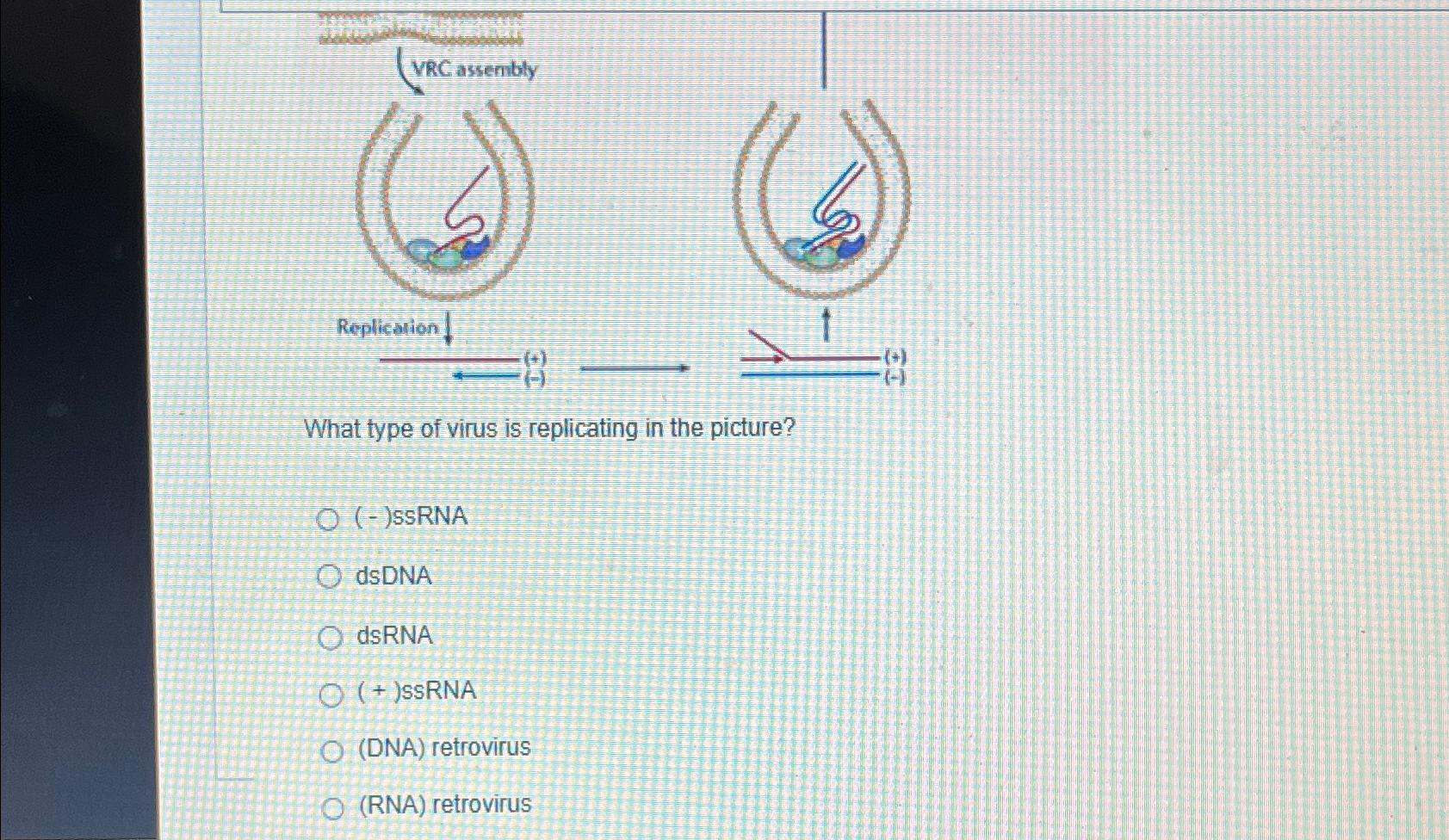 Solved What type of virus is replicating in the | Chegg.com