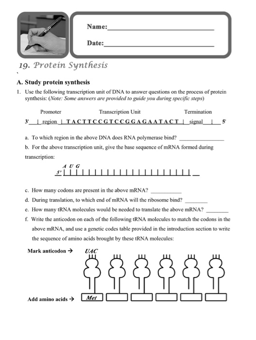 protein synthesis stop motion assignment