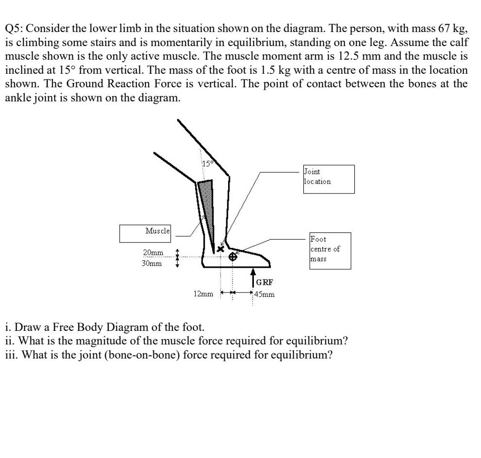 Solved Q5: Consider the lower limb in the situation shown on