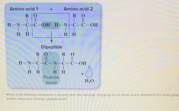 Solved Which of the following compounds is released when the | Chegg.com