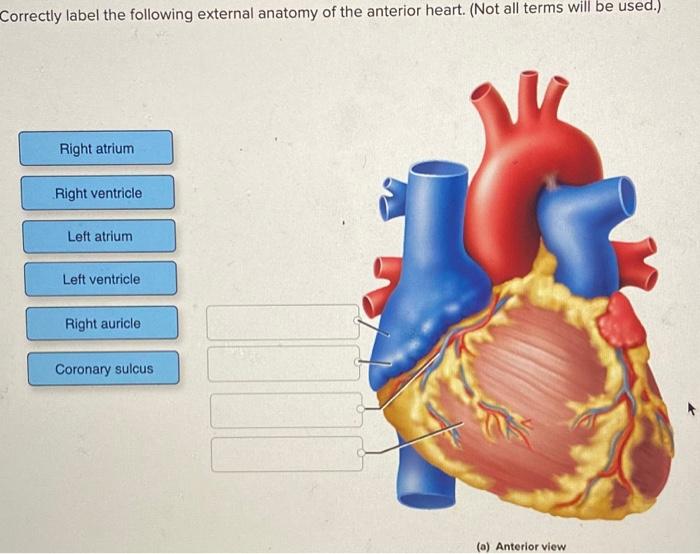 Solved Correctly label the following anatomical features of