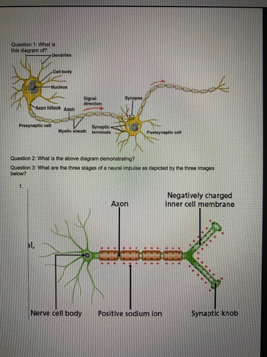 Solved Question 1: What is this diagram of? Dendrites Cell | Chegg.com