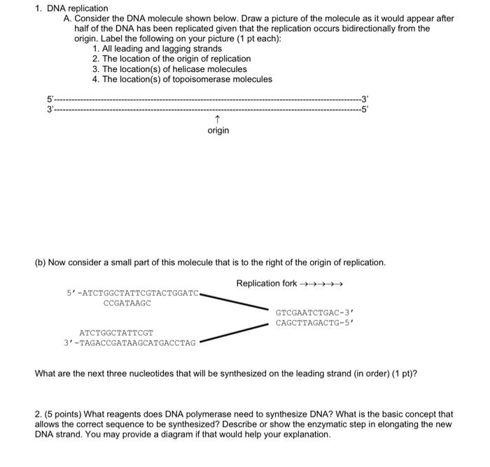Solved 1. DNA replication A. Consider the DNA molecule shown | Chegg.com