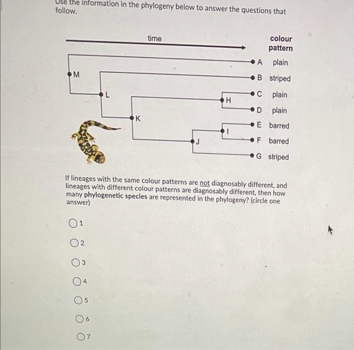 Solved Use The Information In The Phylogeny Below To Answer | Chegg.com