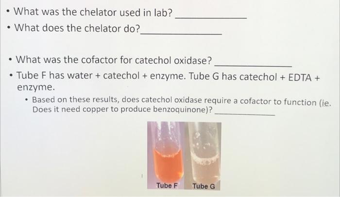 catechol oxidase experiments