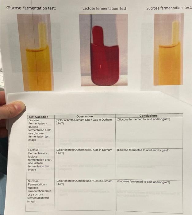 Solved Glucose fermentation test: Lactose fermentation test: | Chegg.com