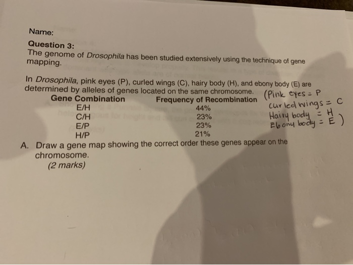 Solved Name: Question 3: The genome of Drosophila has been | Chegg.com