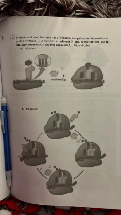 Solved Diagram (and Label) The Processes Of Initiation, | Chegg.com