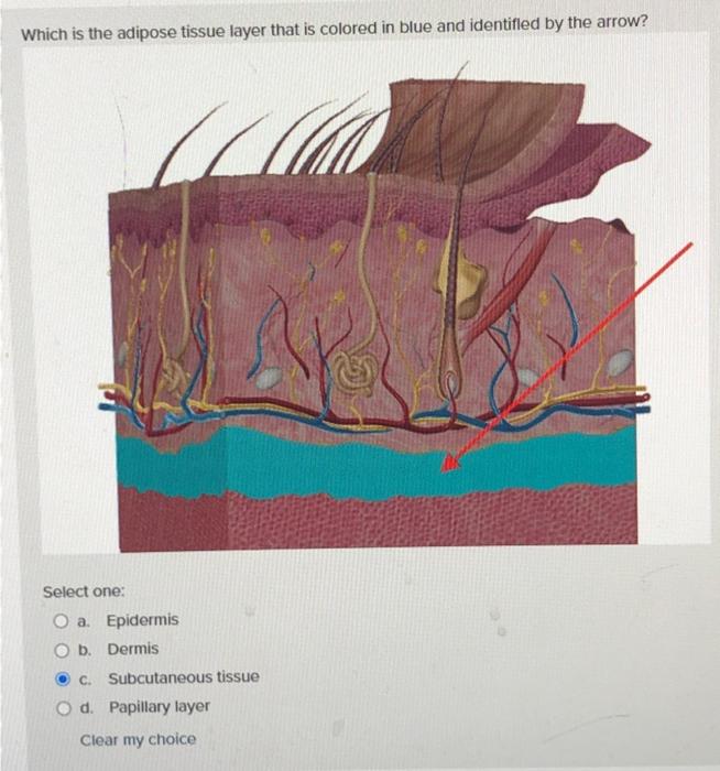 Solved What Is The Sublayer Of The Epidermis That Is Colored 